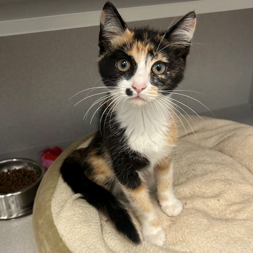Rihanna, an adoptable Mixed in Rancho Santa Fe, CA