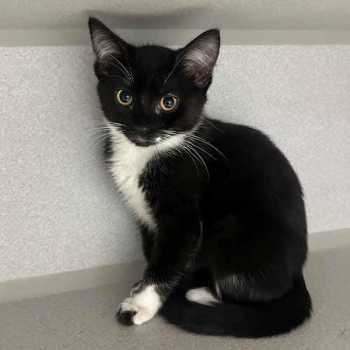 Sun, an adoptable Mixed in Rancho Santa Fe, CA