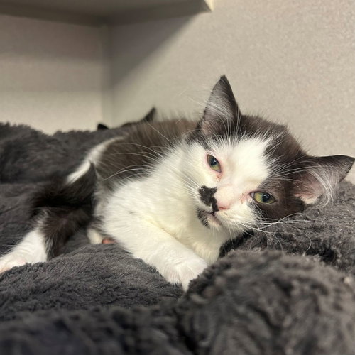 Thunder, an adoptable Mixed in Rancho Santa Fe, CA