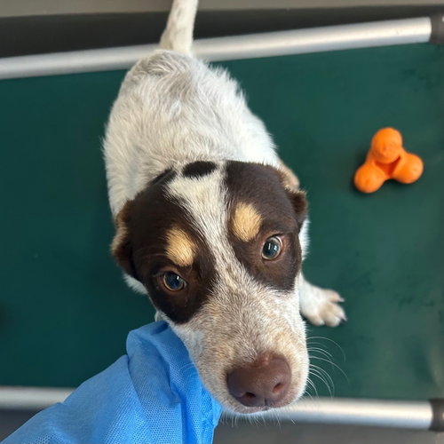Brad, an adoptable Unknown breed in Rancho Santa Fe, CA