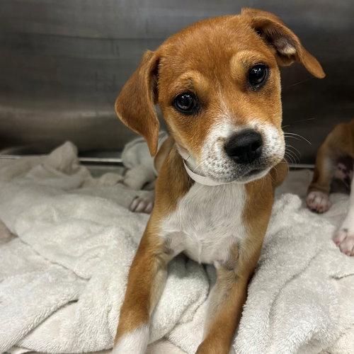 Enchilada, an adoptable Unknown breed in Rancho Santa Fe, CA