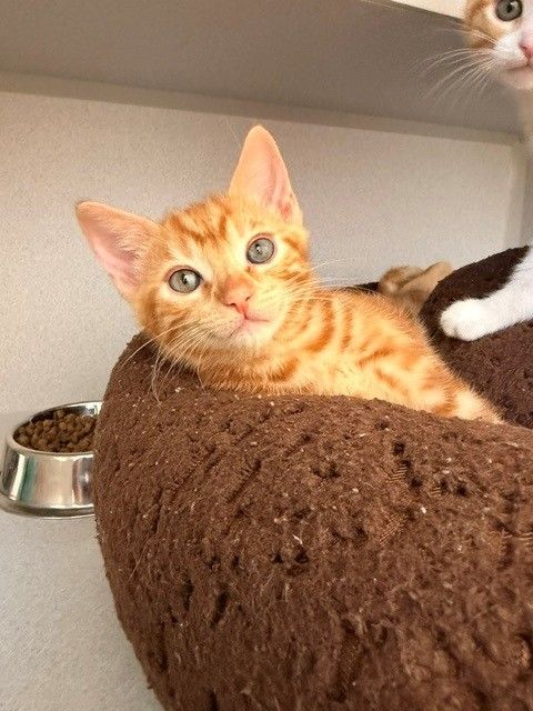 Biscuit, an adoptable Mixed in Rancho Santa Fe, CA