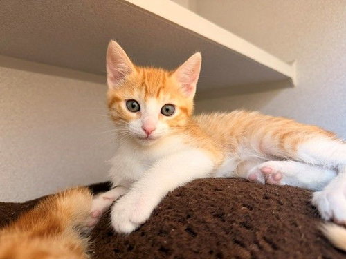 Buttered, an adoptable Mixed in Rancho Santa Fe, CA