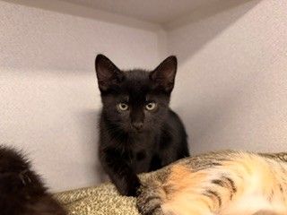 Toast, an adoptable Mixed in Rancho Santa Fe, CA