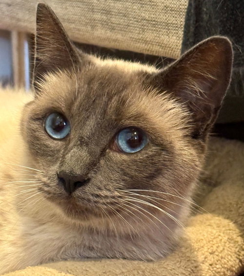 Cyan, an adoptable Mixed in Rancho Santa Fe, CA