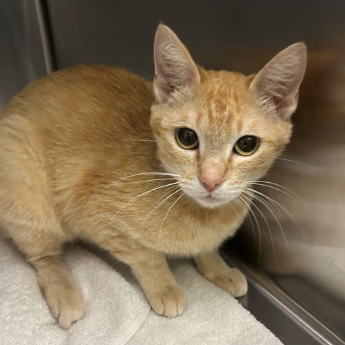 Muffin, an adoptable Mixed in Rancho Santa Fe, CA