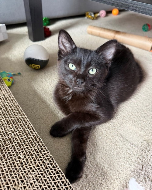 Needle, an adoptable Mixed in Rancho Santa Fe, CA