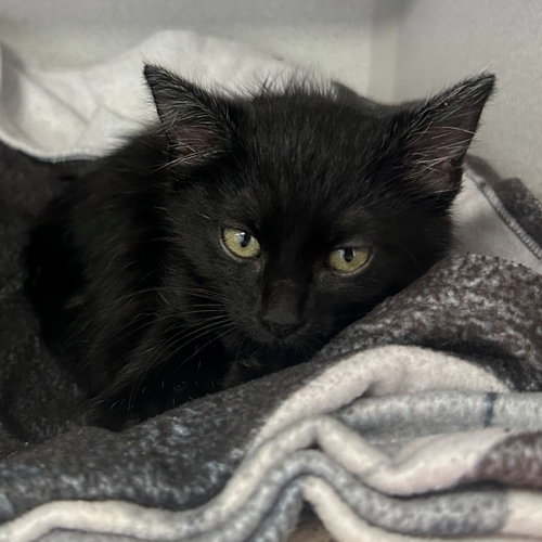 Rolex, an adoptable Mixed in Rancho Santa Fe, CA
