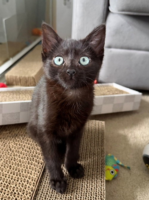 Yarn, an adoptable Mixed in Rancho Santa Fe, CA