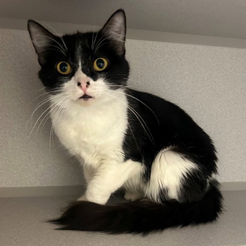 Rain, an adoptable Mixed in Rancho Santa Fe, CA