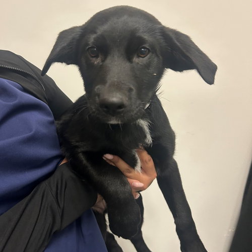 Orchid, an adoptable Unknown breed in Rancho Santa Fe, CA