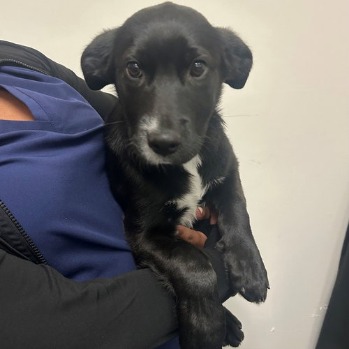Rose, an adoptable Unknown breed in Rancho Santa Fe, CA