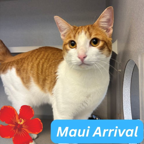 Roscoe, Young Mixed, cat for adoption in Santee, California