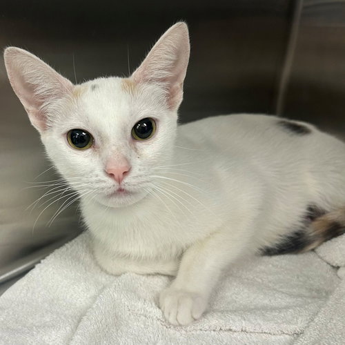Moon, an adoptable Mixed in Rancho Santa Fe, CA