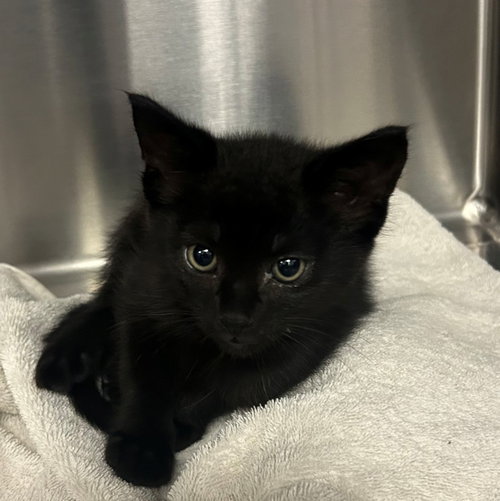 Coffee, an adoptable Mixed in Rancho Santa Fe, CA