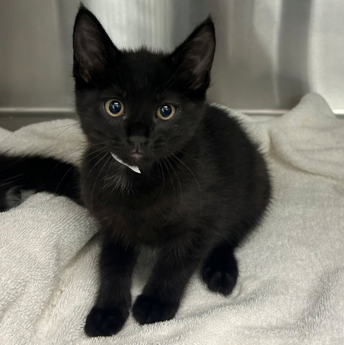 Ship, an adoptable Mixed in Rancho Santa Fe, CA