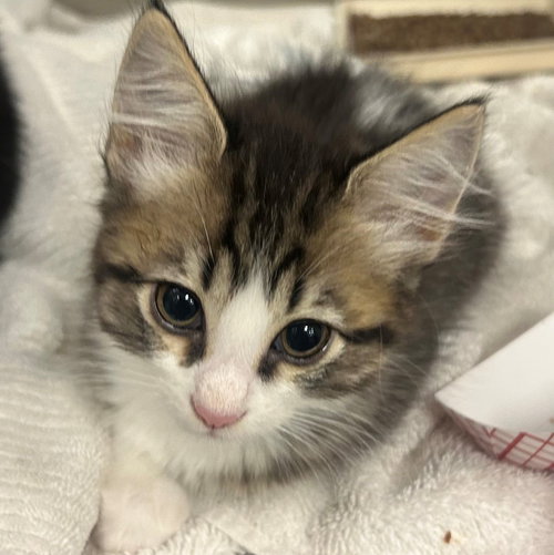 Bunny, Baby Mixed, cat for adoption in Santee, California