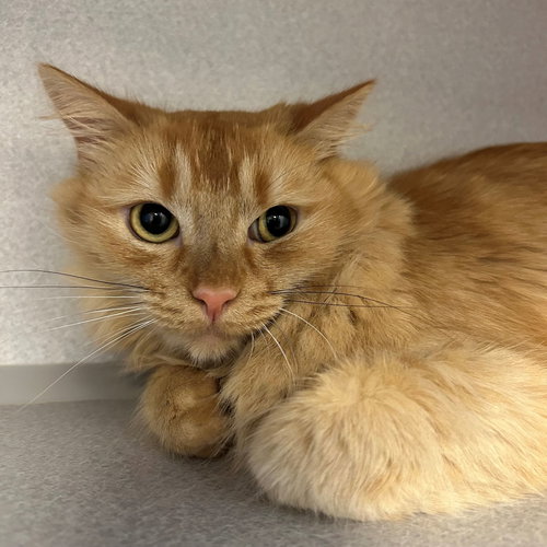 Rufus, Young Mixed, cat for adoption in Santee, California