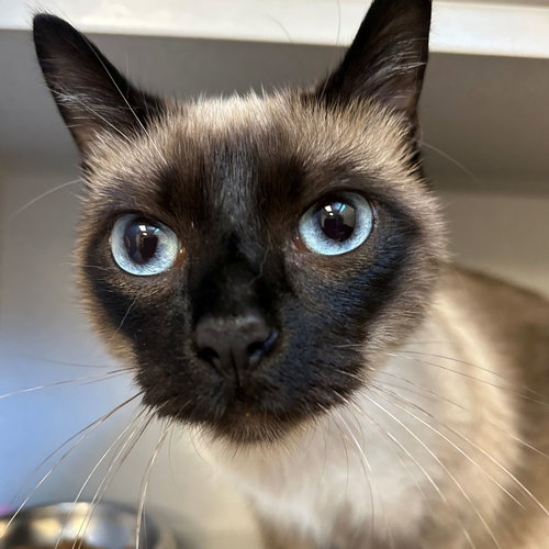 Bear, Young Mixed, cat for adoption in Santee, California