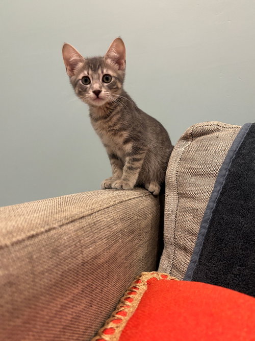 Berry, Baby Mixed, cat for adoption in Santee, California