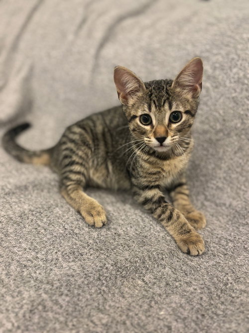 Blue, Baby Mixed, cat for adoption in Santee, California