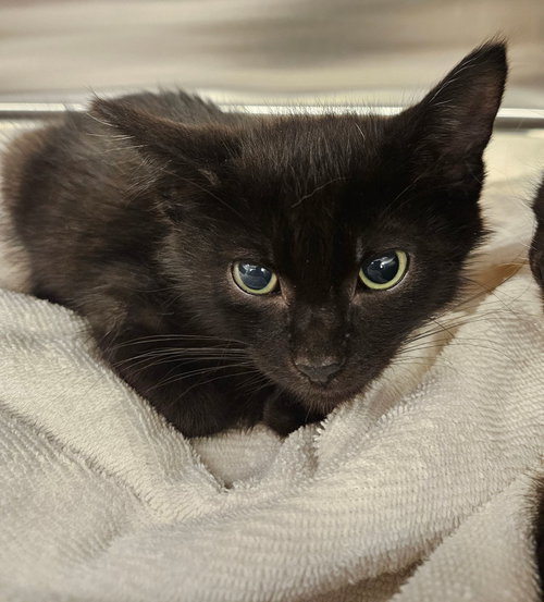 Elvis, Baby Mixed, cat for adoption in Santee, California