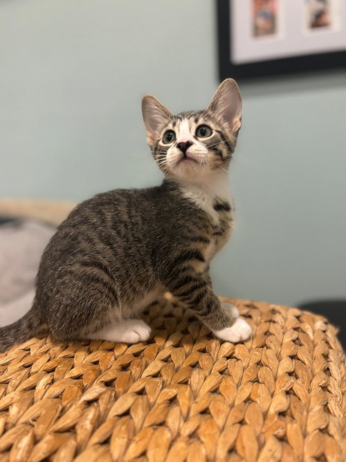 Juice, Baby Mixed, cat for adoption in Santee, California