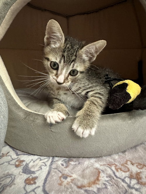 Kid, Baby Mixed, cat for adoption in Santee, California