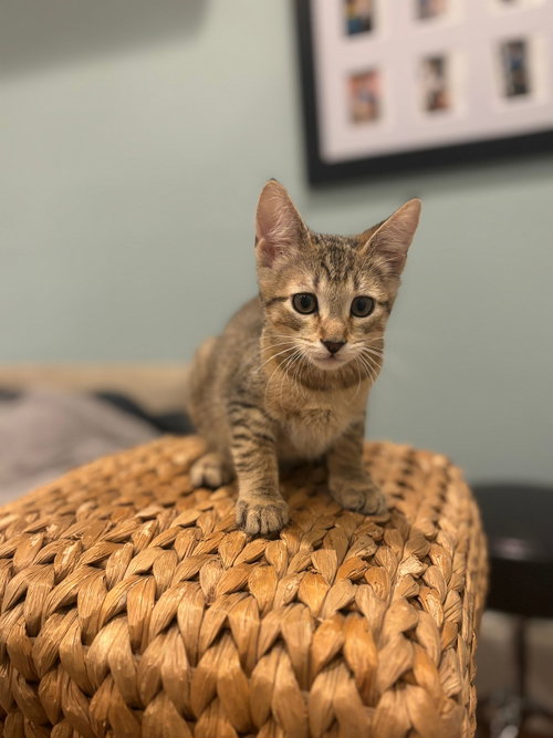 Orange, Baby Mixed, cat for adoption in Santee, California