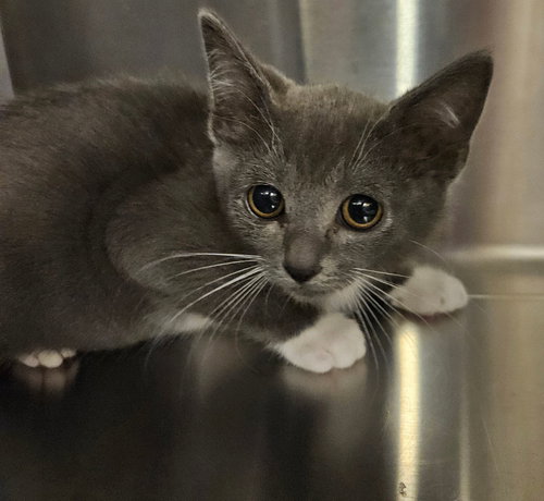 Oscar, Baby Mixed, cat for adoption in Santee, California