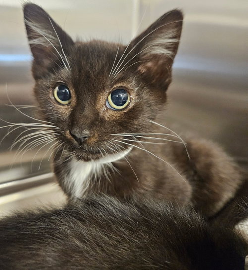 Priscilla, Baby Mixed, cat for adoption in Santee, California