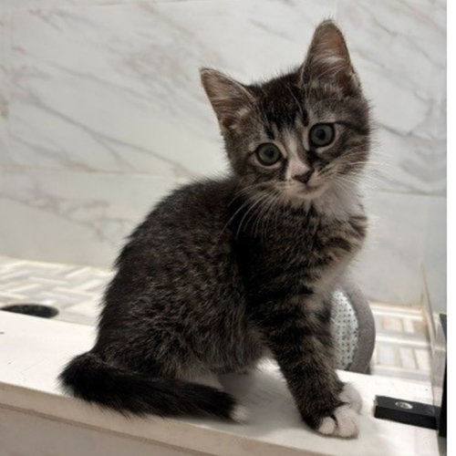Star, Baby Mixed, cat for adoption in Santee, California