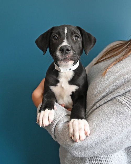 Max