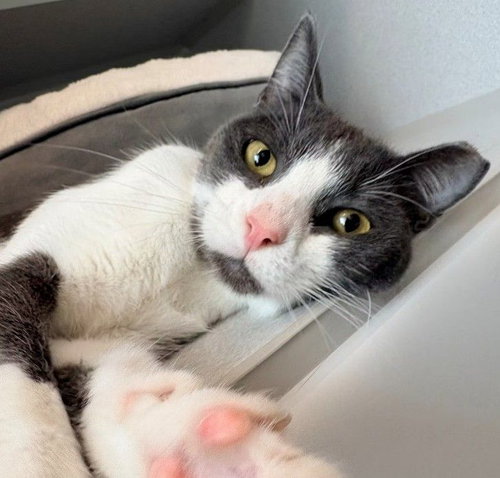 Brown, Young Mixed, cat for adoption in Poway, California