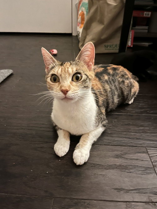 Mimosa, Young Mixed, cat for adoption in San Diego, California
