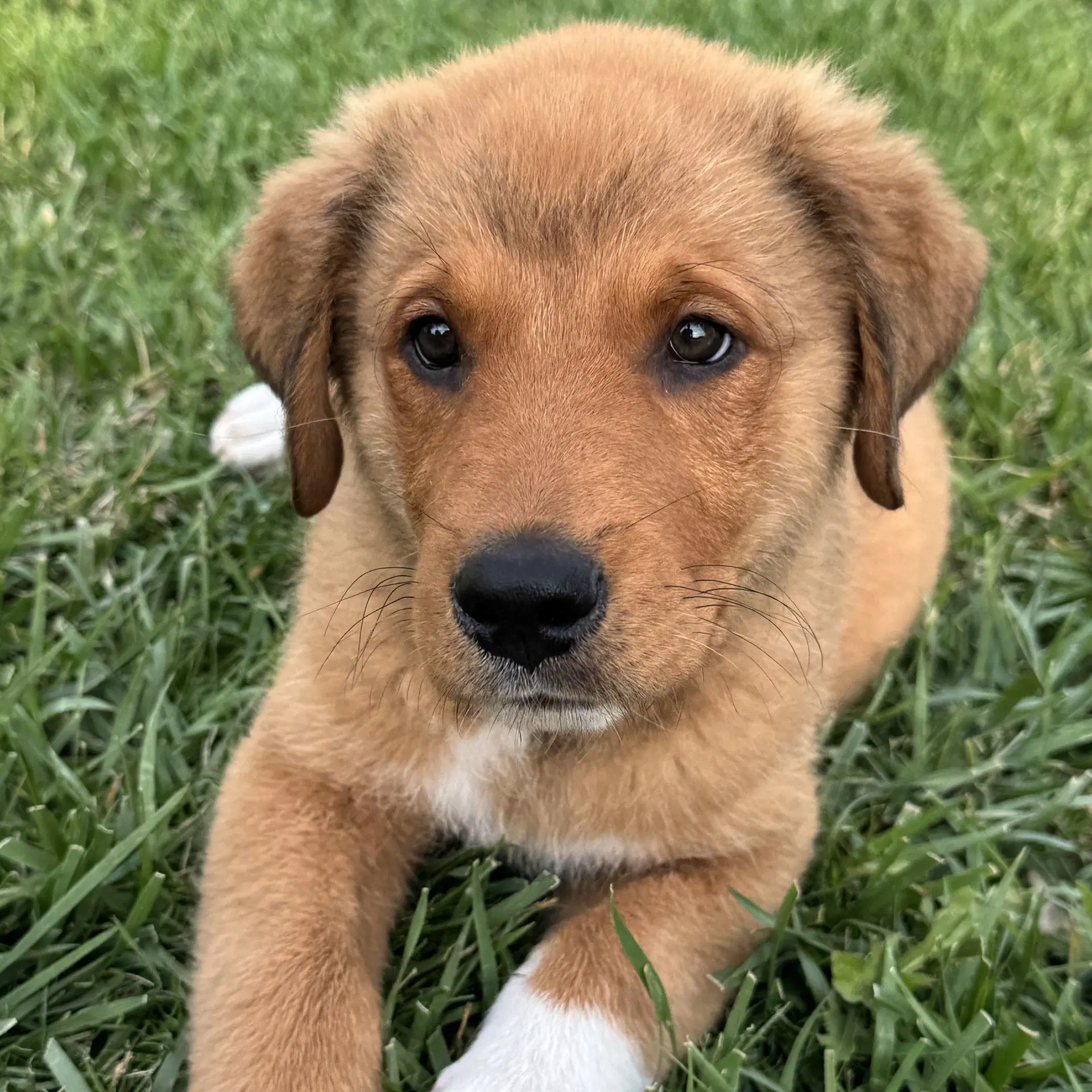 Marmaduke - Unknown