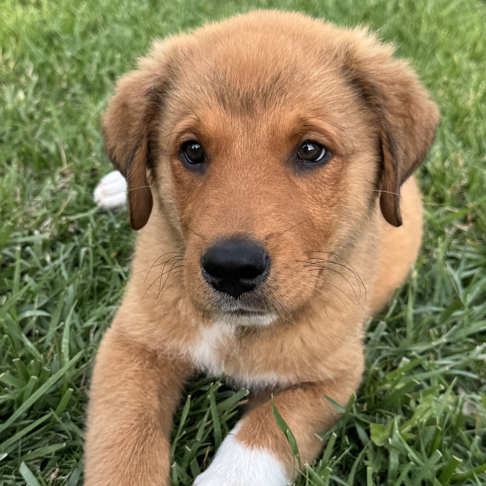Marmaduke