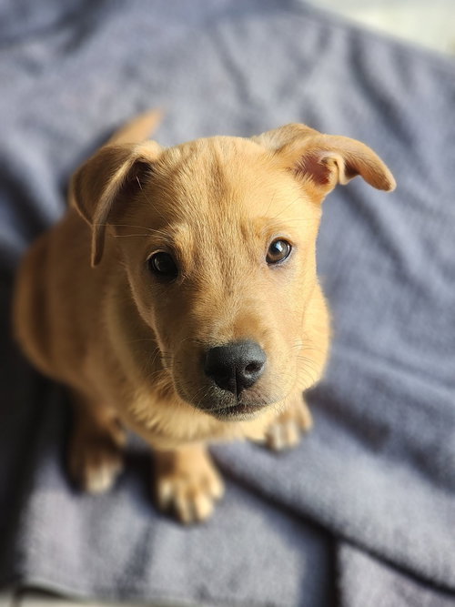Braxton