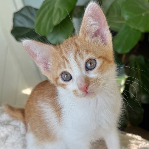 Peaches