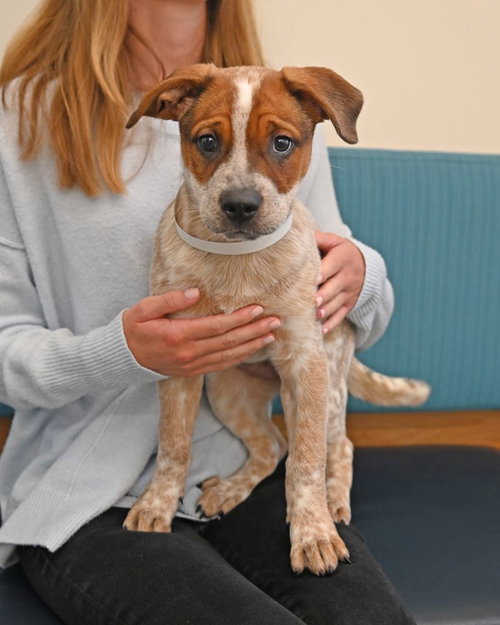Avery
