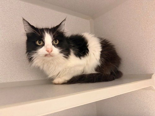 Ms. Mittens