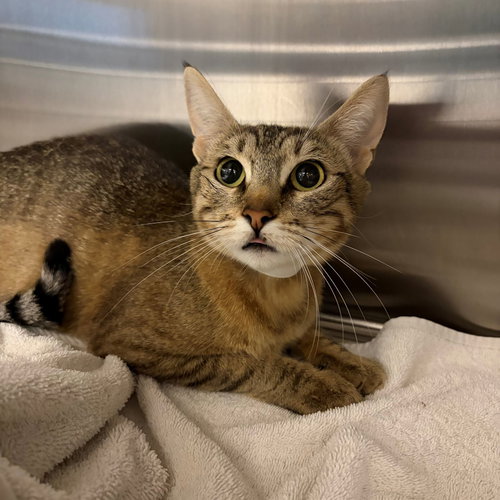 Ramen, Young Mixed, cat for adoption in Oceanside, California