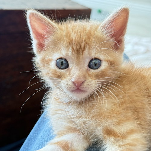 Tater, Baby Mixed, cat for adoption in Poway, California