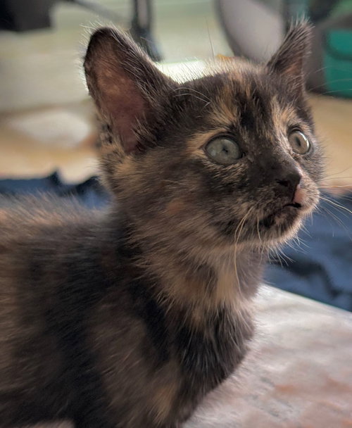 Tot, Baby Mixed, cat for adoption in Poway, California