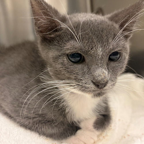 Stars, Baby Mixed, cat for adoption in Oceanside, California