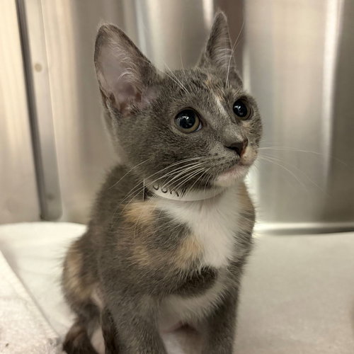 Sun, Baby Mixed, cat for adoption in Oceanside, California