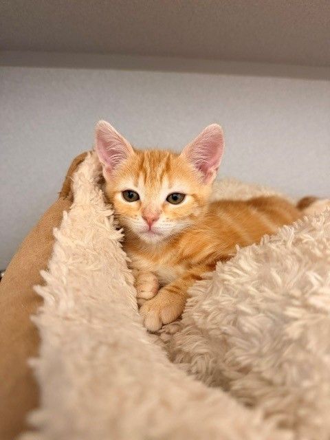 Hat, Baby Mixed, cat for adoption in Rancho Santa Fe, California