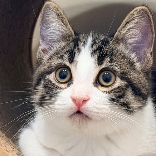 Mufasa, Baby Mixed, cat for adoption in Rancho Santa Fe, California