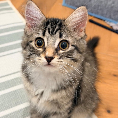 Nala, Baby Mixed, cat for adoption in Rancho Santa Fe, California