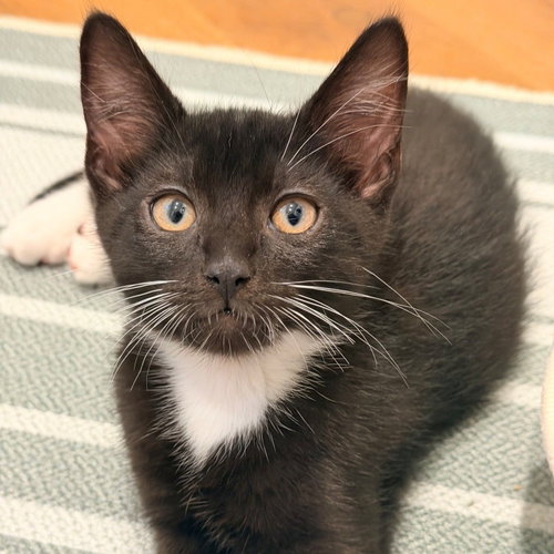 Timon, Baby Mixed, cat for adoption in Rancho Santa Fe, California